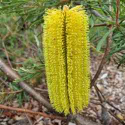 spinulosa var cunninghamii